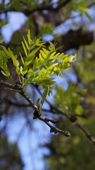 leaves in spring