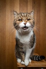 tabby white cat sitting on wooden background looking at camera meowing