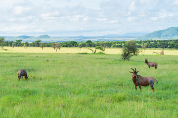Waterbuck - Kobus ellipsiprymnus large antelope in Africa Tanzania