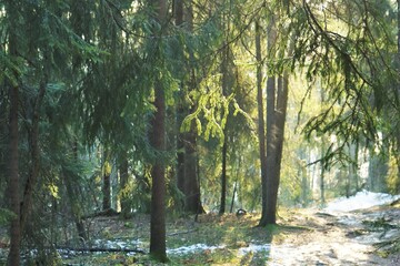 Pine trees enjoying golden hour in Norway
