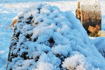 Snowy crystals on a log