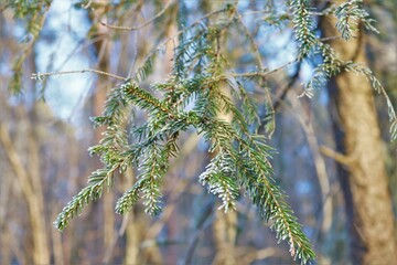Pine tree in winter