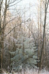 Frozen pine tree