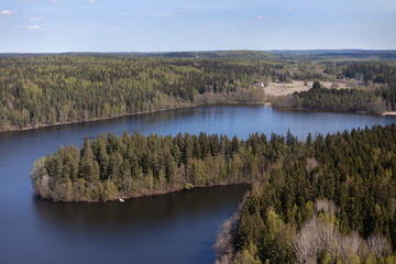 Beautiful forest around the lake