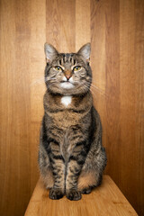 tabby cat with crooked mouth sitting on wooden background looking at camera with copy space