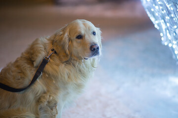 Walking with a dog in winter on a city street. Golden Retriever.