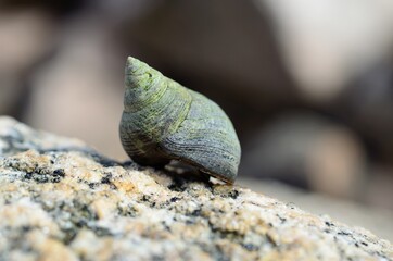 salt water snail inside snailhouse on sea shore rock in summer