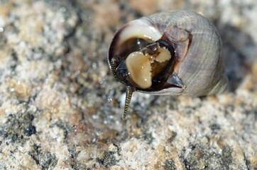 salt water snail emerging from snailhouse on sea shore rock in summer, closeup photo