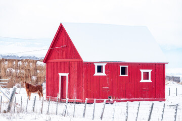 Small red barn in winter with a lone horse