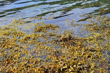 Obraz na płótnie Canvas brown seaweed in ocean