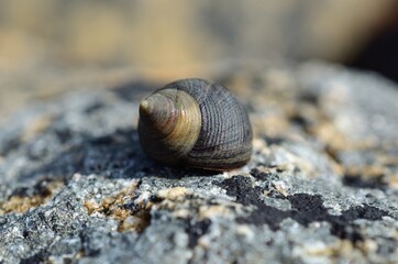 salt water snail inside snailhouse on sea shore rock in summer
