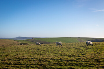 A Rural Sussex View, with Grazing Sheep
