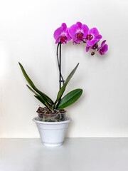 Fototapeta na wymiar Phalaenopsis pink - orchid in a pot on a light background