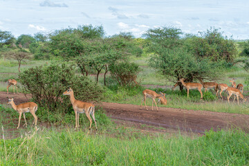 Impalas in Serengeti national park Tanzania during the rain