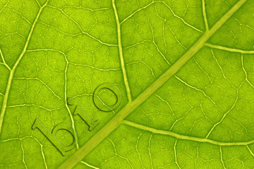 Fototapeta na wymiar close-up of a green leaf with the inscription bio