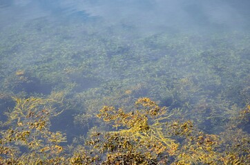 seaweed covered sea shore