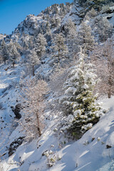 Fototapeta na wymiar winter landscape, trees in the snow in a mountainous area