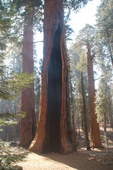 Redwood Lightning