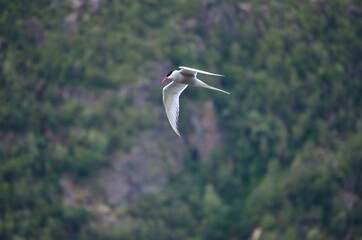 arctic tern bird flying over fjord looking for fish