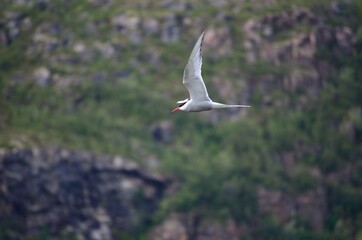 arctic tern bird flying over fjord looking for fish