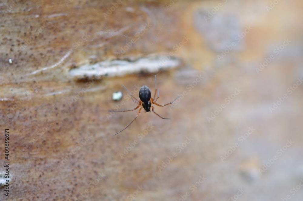 Wall mural spider on the web