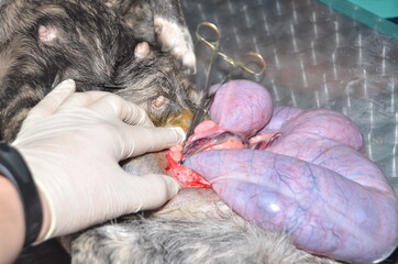 surgical operation to remove the uterus