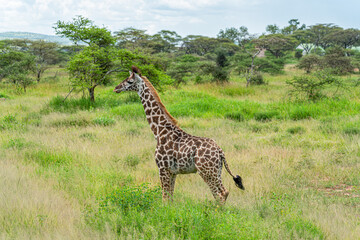 Wild giraffe in the wild bush safari savannah. Tanzania