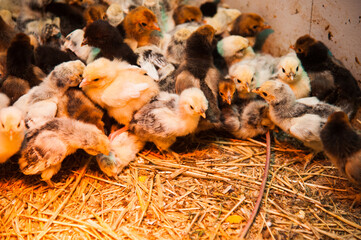Lots of little chickens