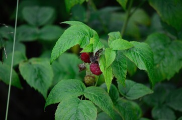 wild raspberry in northern Norway