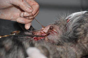 surgical operation to remove the uterus