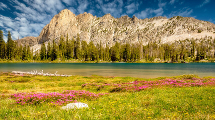 Wild flowers in a meadow at a high mountain lake in Idaho