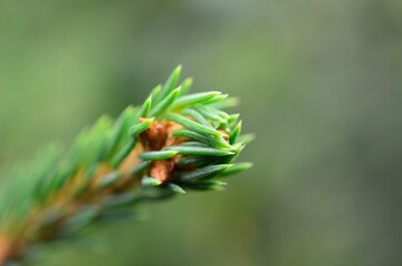 close up of a needles spruce tree
