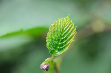 close up of a leaf
