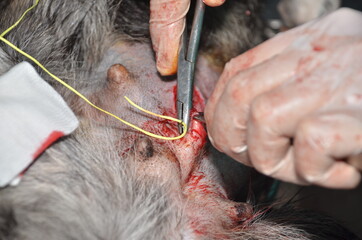 surgical operation to remove the uterus