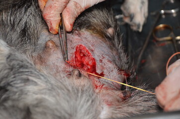 surgical operation to remove the uterus