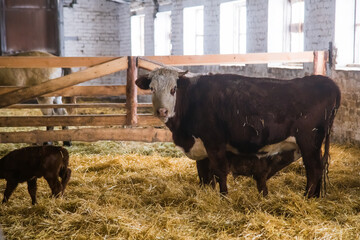 Newborn calf drinks milk