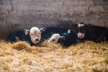 Nursery for newborn calves on the farm in winter © SGr
