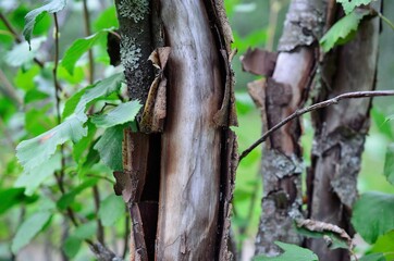 damaged dried tree in forest