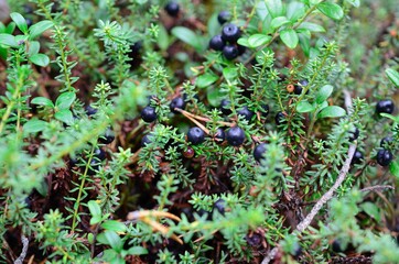 sweet black crowberries in the forest