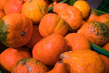 Selling pumpkins in the store