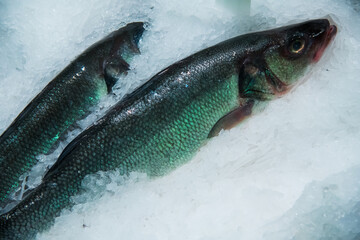 The fish is lying in the ice