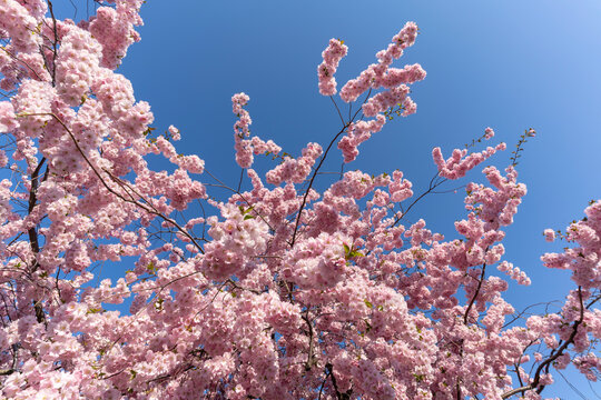 Fleurs de cerisier sur un fond de ciel bleu