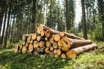 Stacked wood. Pile of logs in German conifer forest. Tree trunks in forest