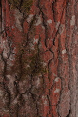 The trees in the forest. Wooden texture
