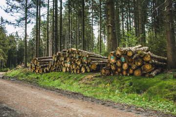 Stacked wood. Pile of logs in German conifer forest. Tree trunks in forest