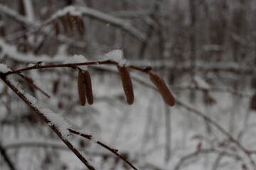 The trees in the forest. Wooden texture