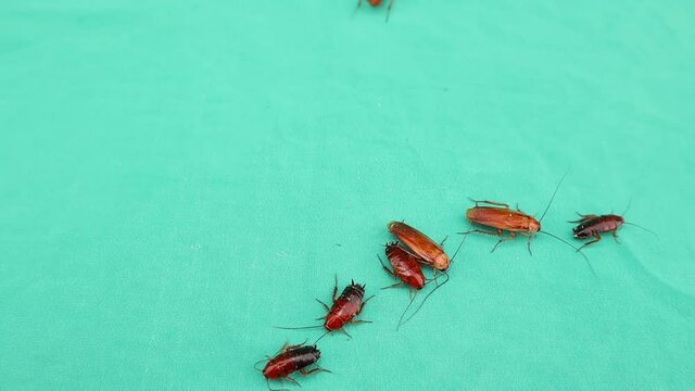 cockroach.
American cockroaches on a green background.
closeup cockroach isolated.
close up of american cockroach.
insects, insect, bugs, bug, animals, animal.
health, hygiene.