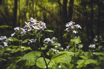 Beautiful wild flowers in forest. Lush green landscape in Rothaar Mountains in Northrhine-Westphalia, Germany