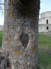 Old tree with a heart on the crown of the tree. The tree stands against the background of the old fortress.
A romantic walk through the old places of the city.
St. Valentine's Day 