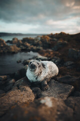 dog on the beach